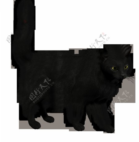 黑色肥猫素材