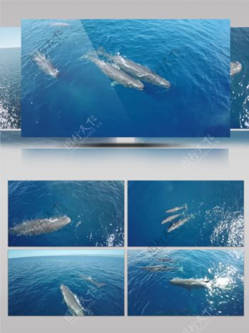 4K航拍大海深处鲸鱼特写