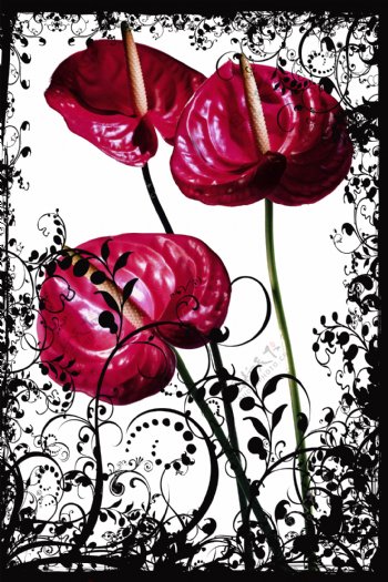 黑色花纹红花