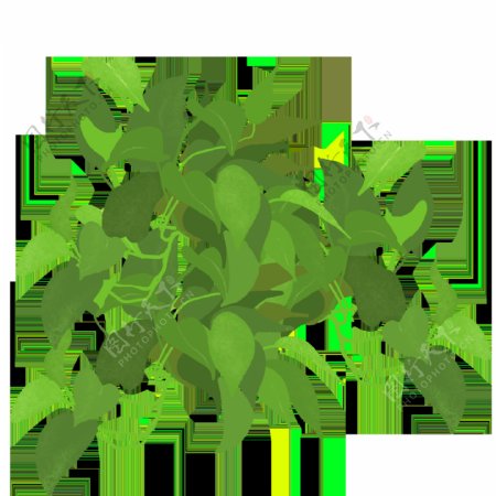 手绘绿萝植物PNG透明素材