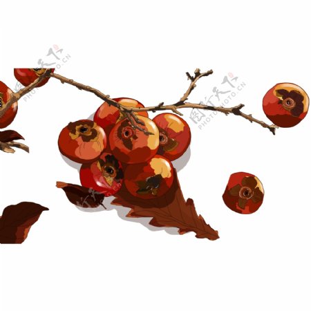 秋季丰收果实甜柿子设计