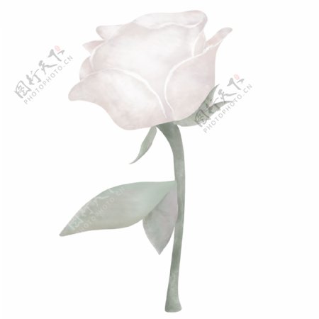典雅手绘白色玫瑰花