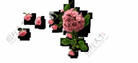 粉色玫瑰装饰素材