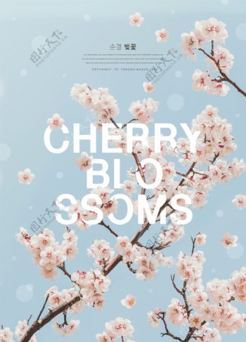 韩系樱桃花促销海报设计