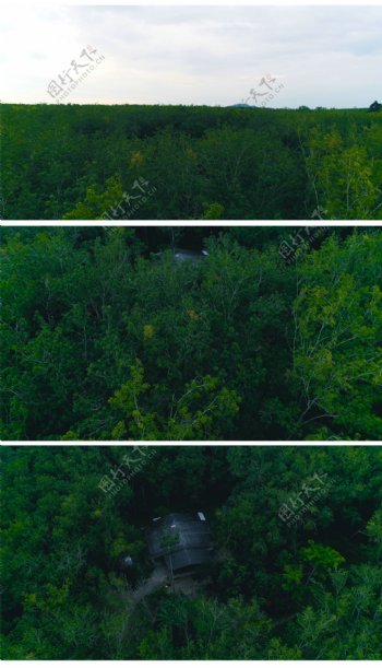 航拍树林泰国森林景色
