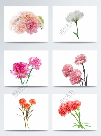 康乃馨花朵元素图片