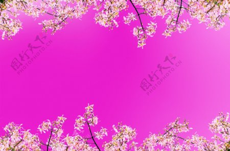 粉色小花背景素材
