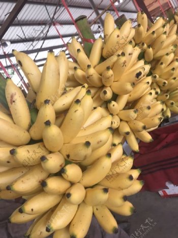 芭蕉西贡蕉香蕉