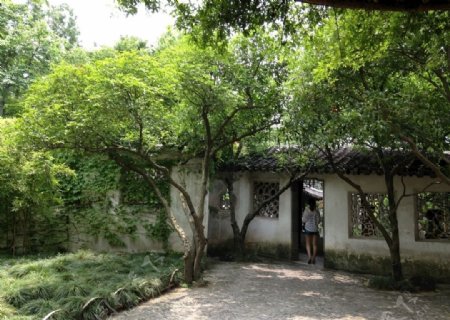 苏州拙政园园林景观绿树