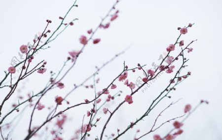 花桃花春天天空树