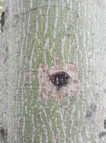 纹理树皮背景木棉树
