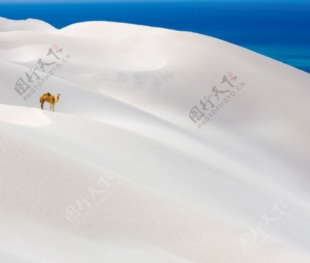 白色沙漠骆驼
