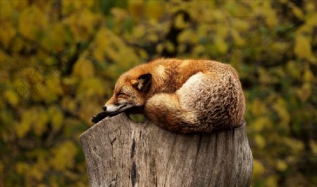 树桩睡觉的狐狸