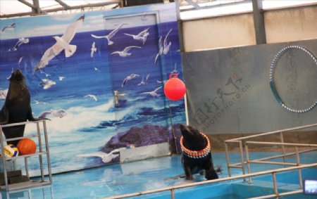 水族馆海豹表演海狮海狗
