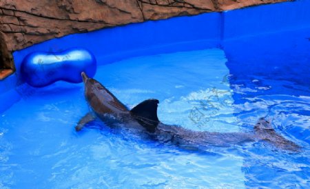 海豚游戏健身球
