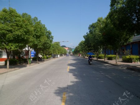 行道树道路绿化