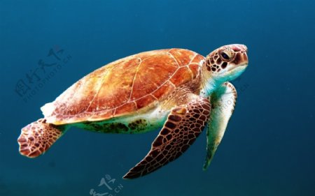 龟海龟海洋