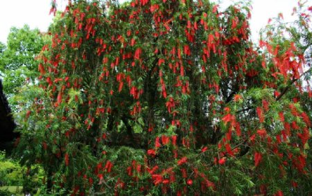 红花树
