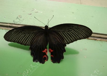 蝴蝶飞蛾自然微距黑色