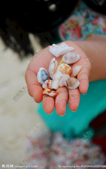 美丽多彩的海滩贝壳
