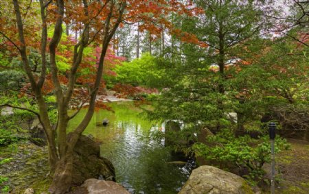 美国庭园池塘石华盛顿树大自然
