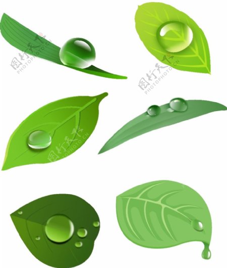 白露粘露珠的绿植矢量设计元素