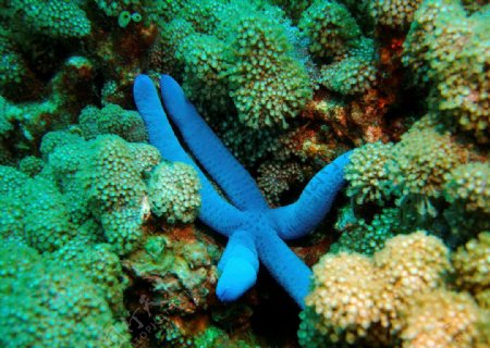 海底潜水珊瑚海星