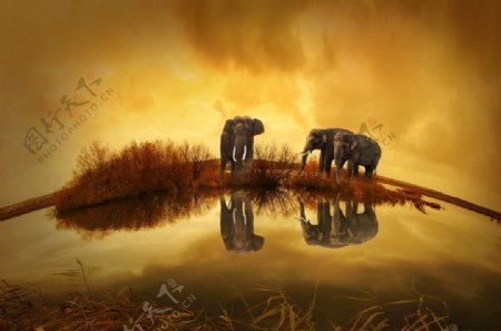 泰国大象日落自然动物