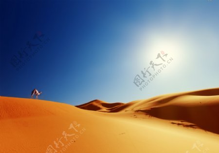 蓝天烈日下的沙漠与骆驼