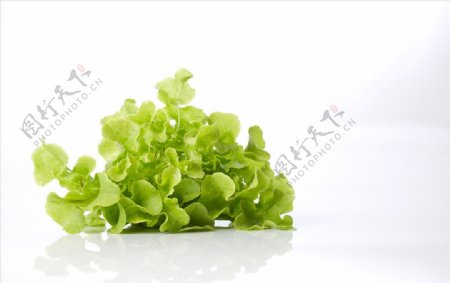绿色新鲜蔬菜菜叶