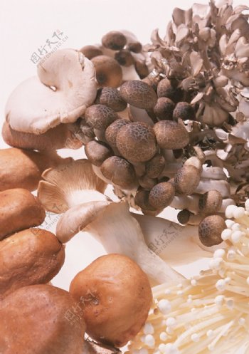 蘑菇菌类食用菌