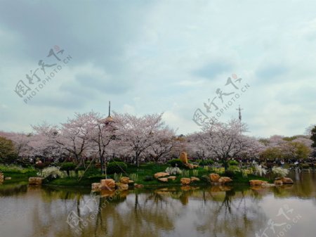 东湖樱花园