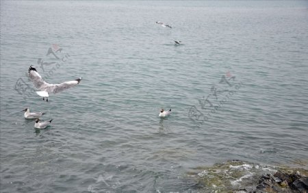 青海湖鸟岛