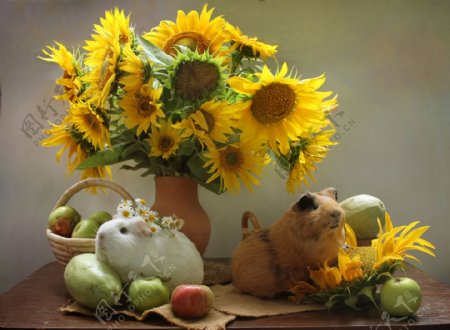 静物画豚鼠向日葵苹果动物花卉