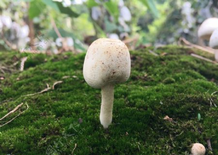 野生的小蘑菇