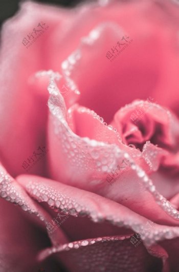 粉红色露水玫瑰