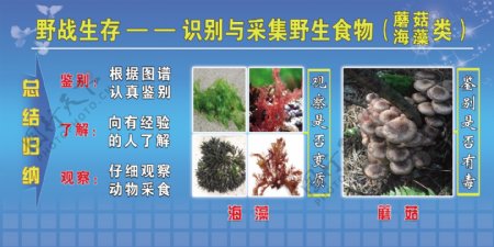 野战生存识别野生植物展板