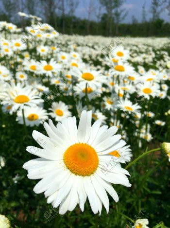 白晶菊太阳花