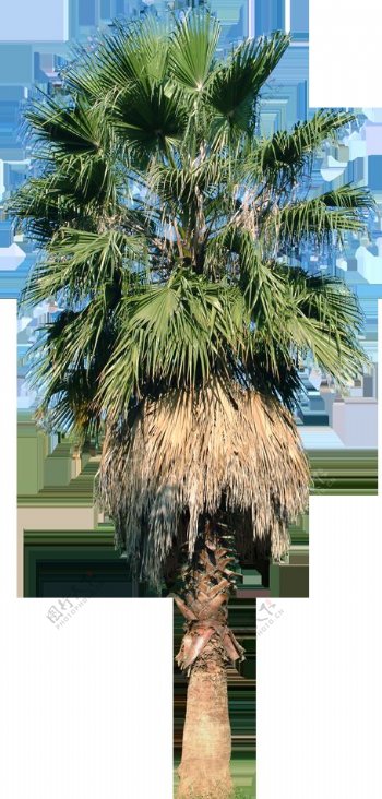 简约生机椰子树产品实物