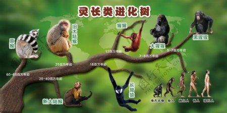 灵长类进化树
