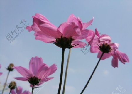 漂亮的菊花摄影