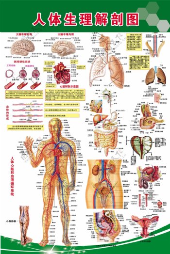 人体生理解剖图