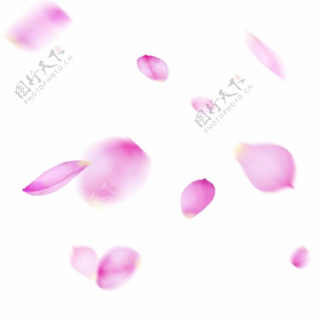 漂浮的荷花花瓣粉色荷花飘落的花瓣
