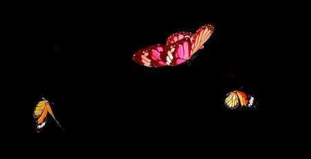 飞舞的3D蝴蝶素材
