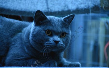蓝猫大胖