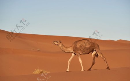 沙漠骆驼高清