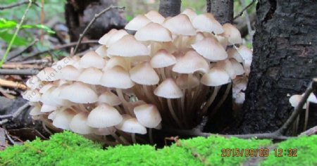 森林蘑菇合成素材青苔