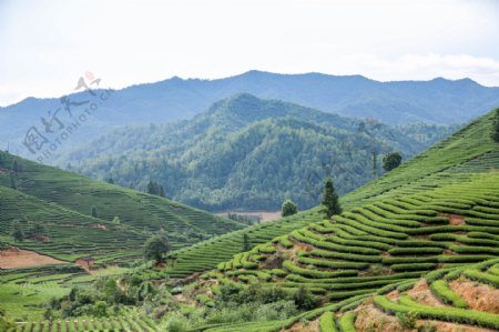 武夷山风光茶山