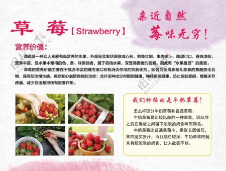 草莓展板
