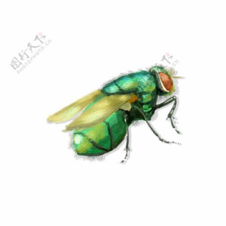 手绘中国昆虫风苍蝇飞行虫子动物透明底素材